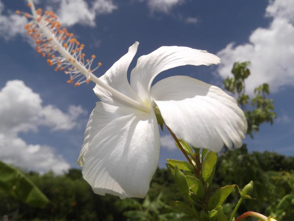 Yoisama Sunrise Beach House Ishigaki  Dış mekan fotoğraf