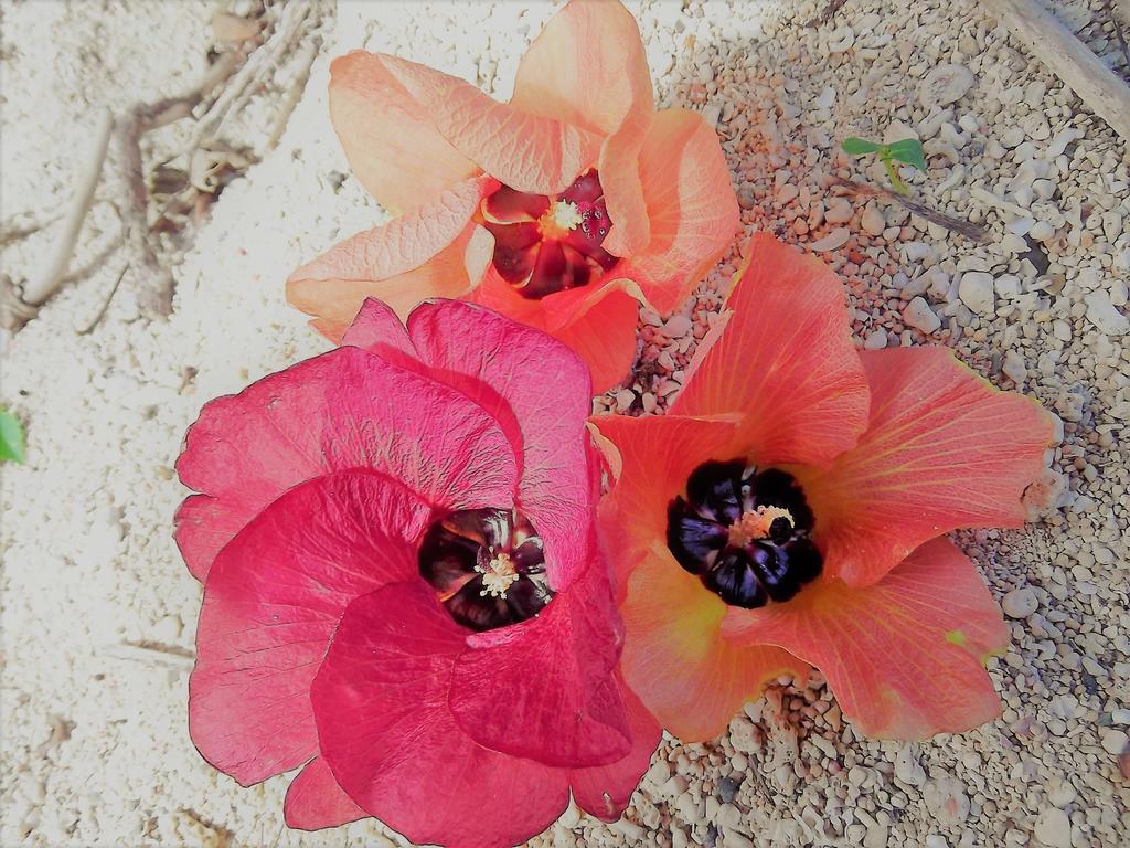 Yoisama Sunrise Beach House Ishigaki  Dış mekan fotoğraf